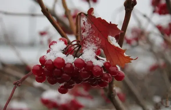 У пачатку зімы

