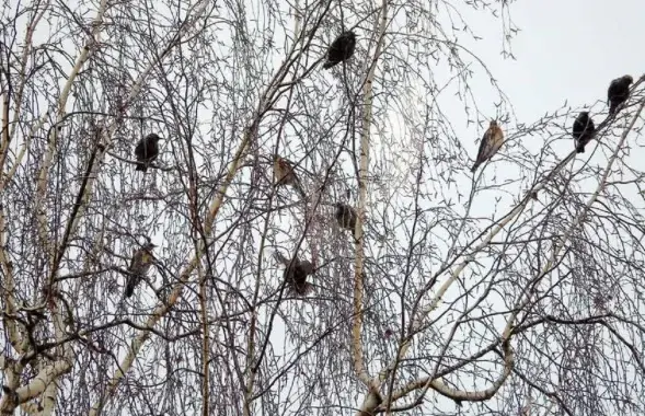 Птушкі ў снежні
