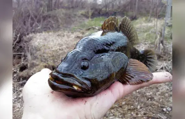 Ротан несет вред белорусской природе
