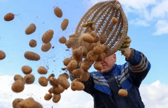 Правительство сделало препятствие для вывоза картофеля в Россию
