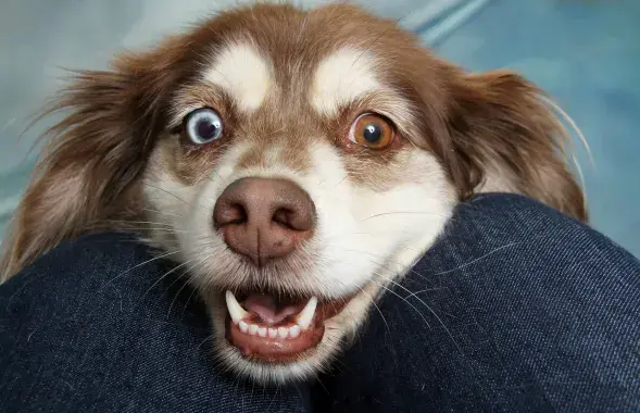 Выпадкі жорсткага абыходжання з жывёламі ў Беларусі нярэдкія
