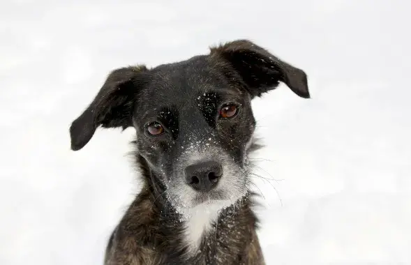 Собака, фото иллюстративное
