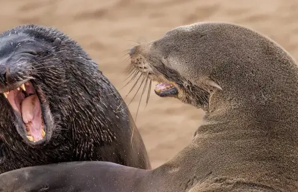Морские котики смеются