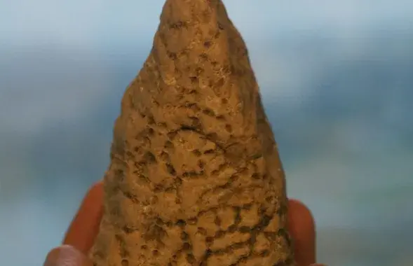 Цепочный коралл из Колодищ
