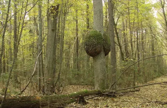 Республиканский заказник "Свислочско-Березинский"