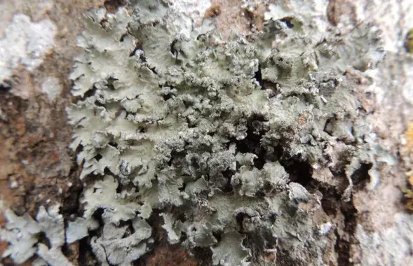 В Беларуси нашли новый вид лишайника