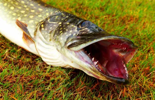 Хойникский рыбак ловил рыбу в озере на территории радиационного заповедника, иллюстративное фото
