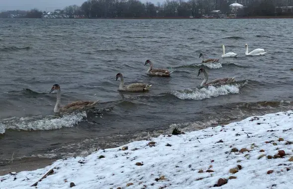 У Беларусі ў пачатку лютага
