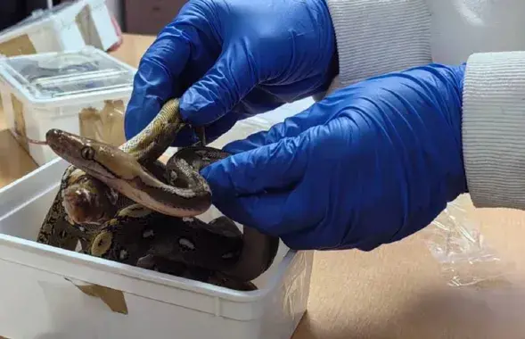 На этот раз питонов было 15
