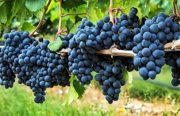 Необходимо внедрение технического винограда в сельское хозяйство (иллюстративное фото)

