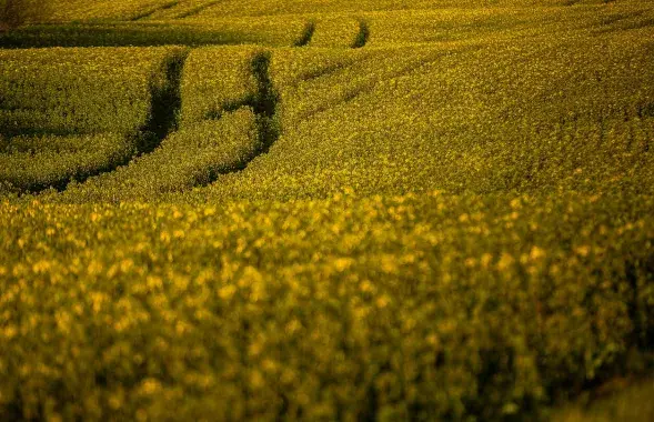 Сырье привезли с оккупированной россиянами территории Украины
