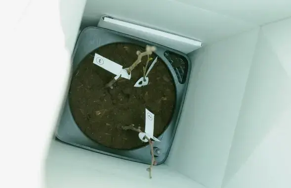 Орешник, переданный в Минск&nbsp;
