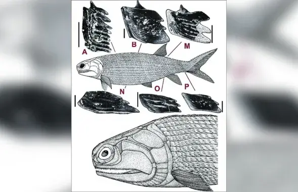 Новый вид древних рыб Moythomasia lebedevi