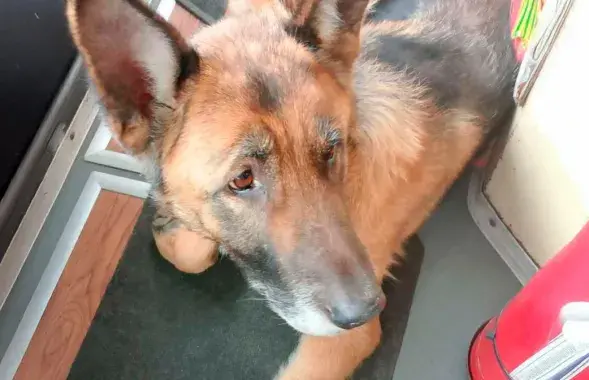 Аўчарку-"бесквіточніцу" ловяць у грамадскім транспарце Гродна
