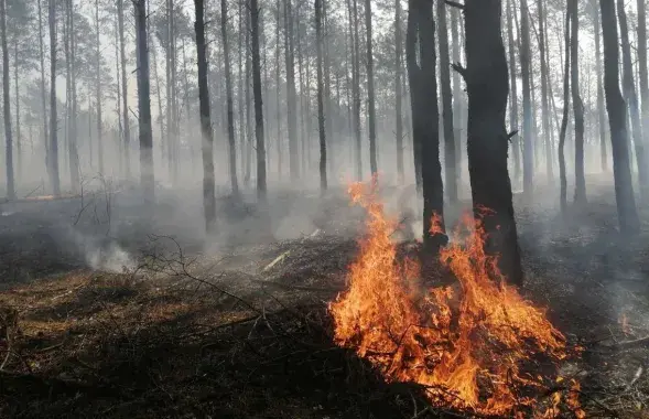 Лесной пожар, иллюстративное фото
