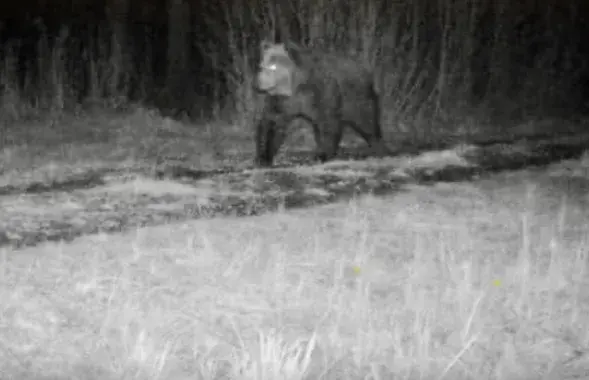 Медведь попал в фотоловушку
