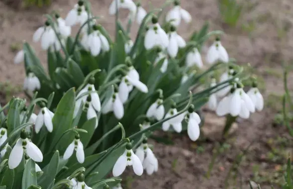 У сакавіку ў Беларусі
