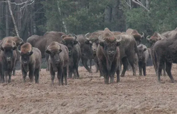 Зубры в Беловежской пуще
