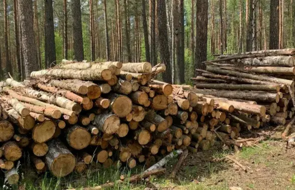 При Лукашенко лес в Беларуси рубили рекордными темпами
