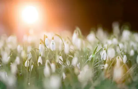 Подснежники
