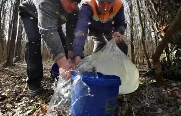 Збіраюць бярозавы сок
