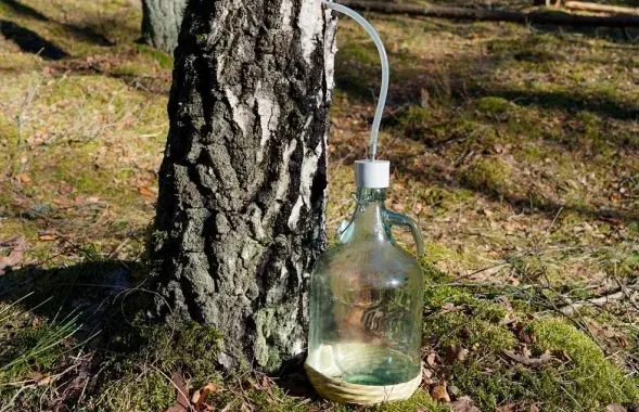 У Беларусі пачалі збіраць бярозавік
