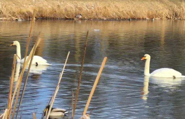 У сакавіку ў Беларусі
