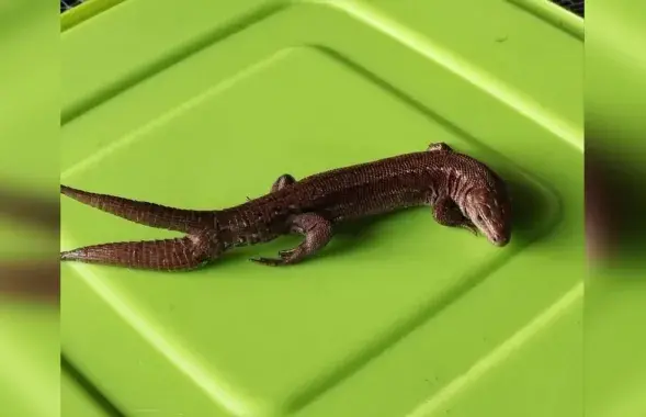 Ящерица с двумя хвостами