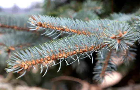 Ель исчезнет
