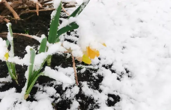 Снег у красавіку
