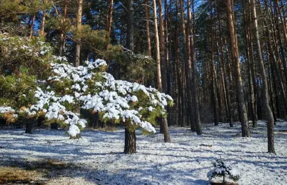 Снег у красавіку
