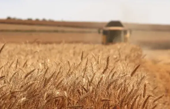 Комбайн в поле убирает зерновую культуру