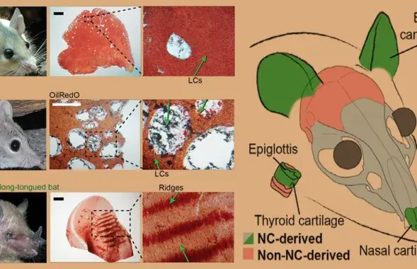 Скелетная ткань липохрящ