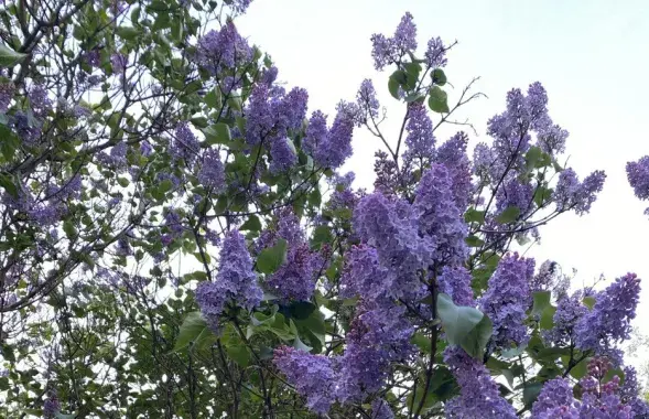 Весна, иллюстративное фото
