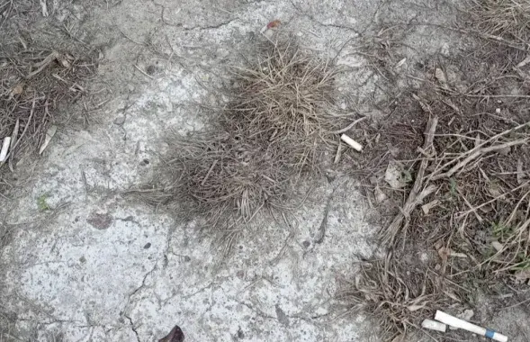 Трава в Минске выжженная солью