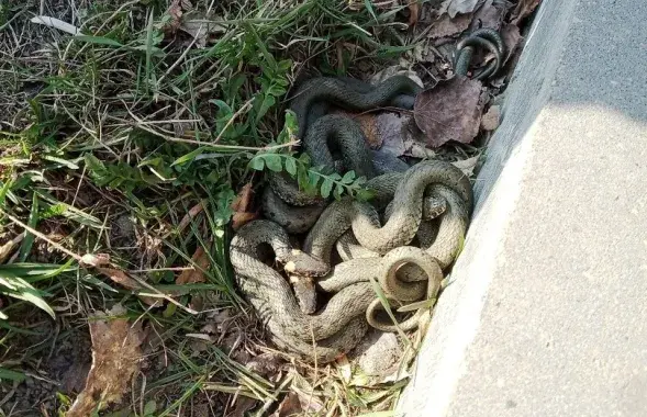 Ужи на улицах Пинска
