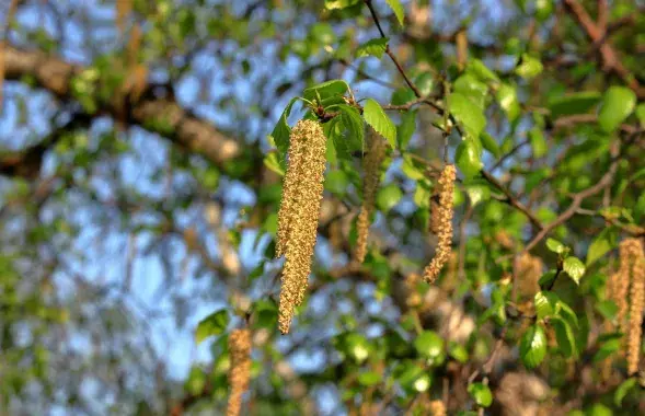 Цветение березы, иллюстративное фото
