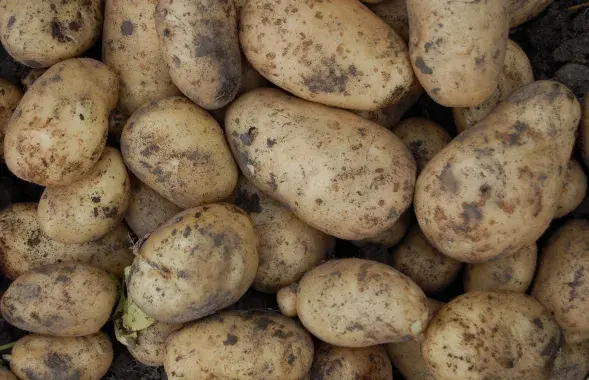 Картофель, иллюстративное фото
