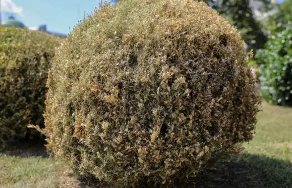 Куст в Бресте, уничтоженный самшитовой огневкой
