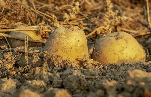 Картошка в земле