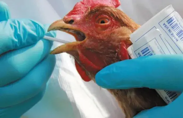 Птичий грипп