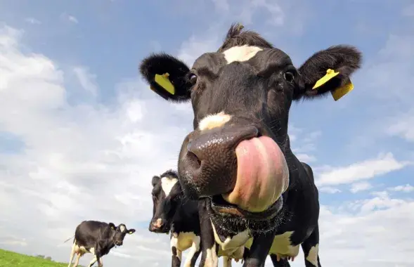 Беларуская карова
