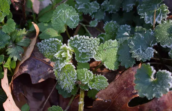 Заморозки, иллюстративное фото
