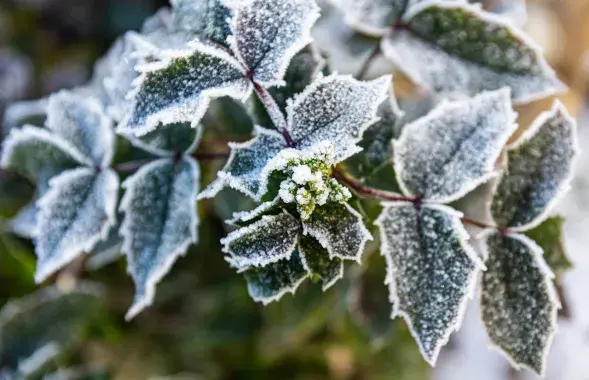 Заморозки, иллюстративное фото
