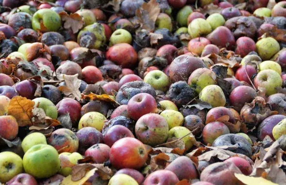 Яблоки на земле