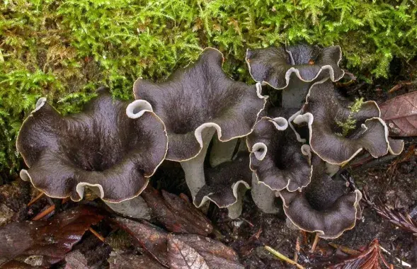 Черные лисички, иллюстративное фото
