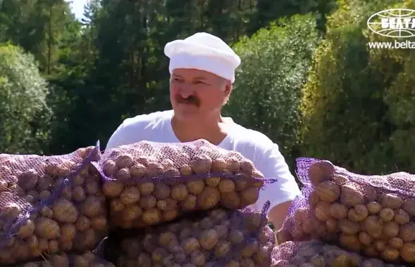 Лукашенко на сельхозработах
