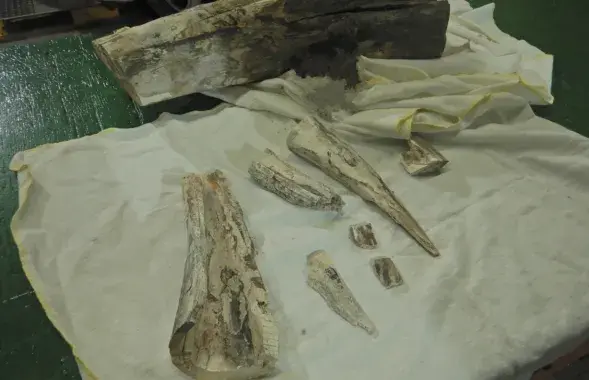 Мамантавы бівень
