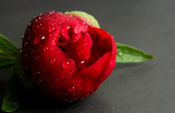 Пион, иллюстративное фото
