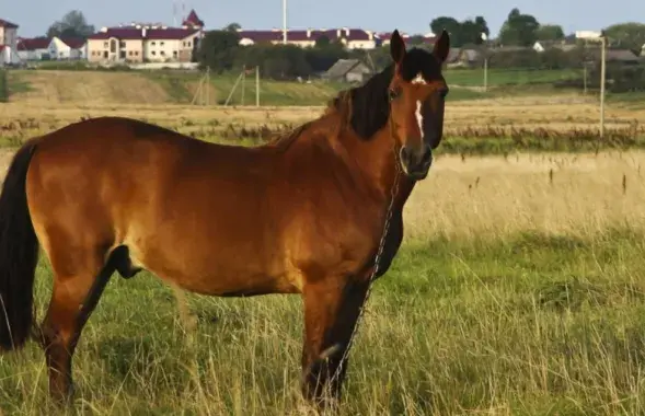 Белорусская упряжная лошадь